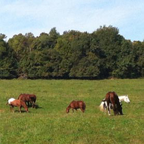 grazing horses
