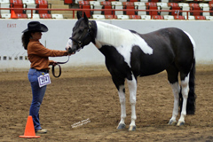 horse dentistry