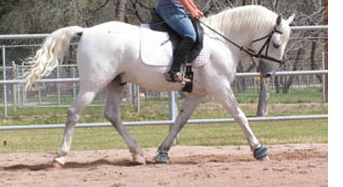horse