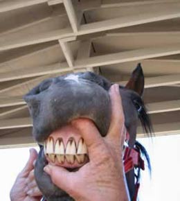 horse teeth