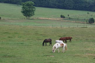 grazing