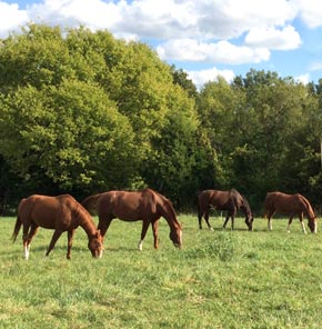 in the meadow
