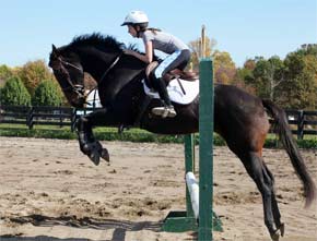 horse